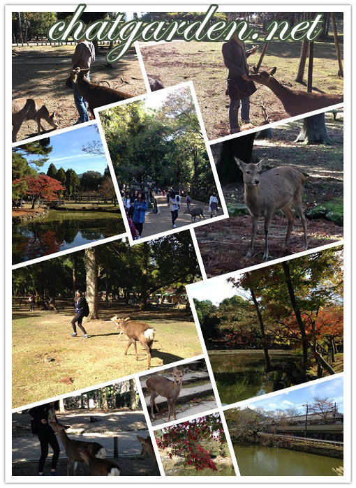 Deer Garden.jpg