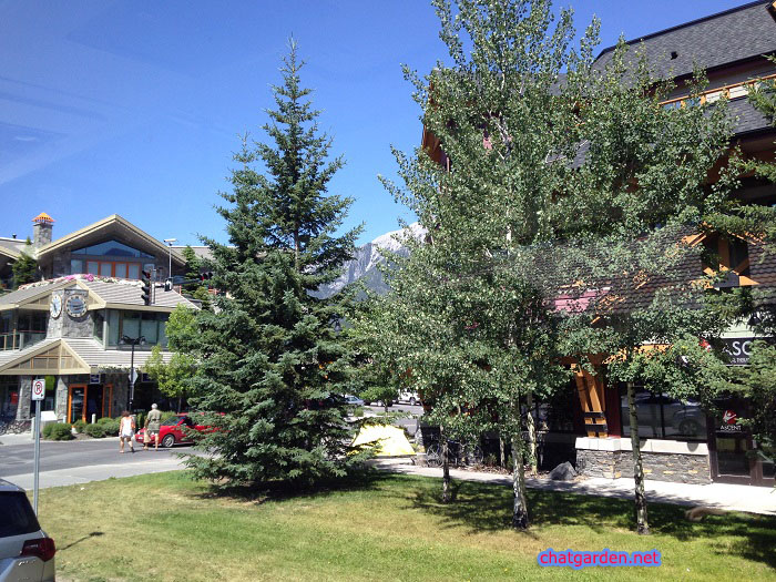 Canmore from Bus.jpg