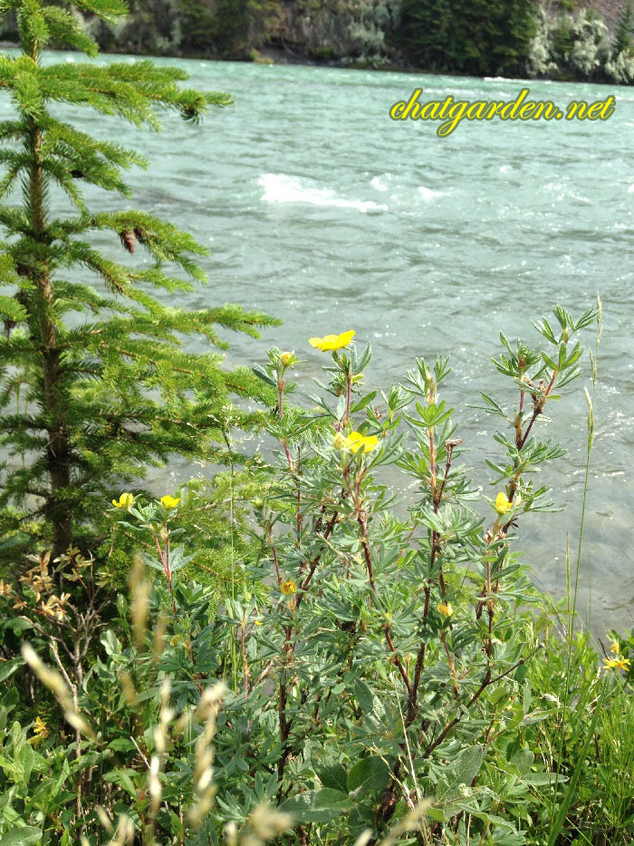 Flowers along Bow River.jpg